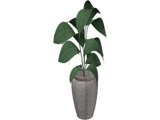 Ficus  3D Model