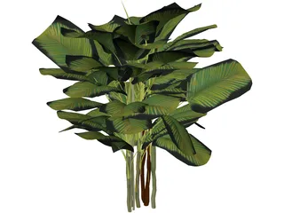 Bamboo Palm 3D Model