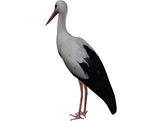 White Stork 3D Model