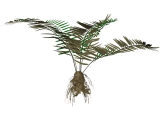 Sword Fern 3D Model