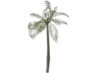 Palm Tree 3D Model