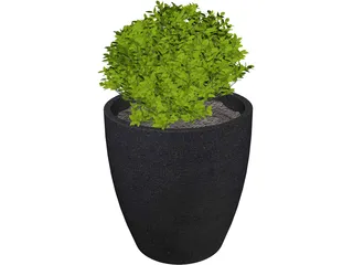 Boxwood Plant 3D Model