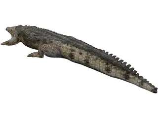 Crocodile 3D Model