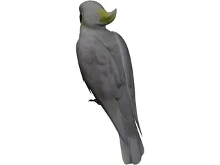 Parrot 3D Model