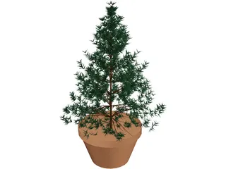 Potted Pine Tree 3D Model