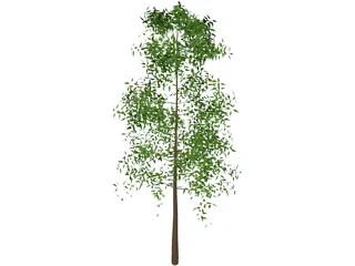 Tree 3D Model