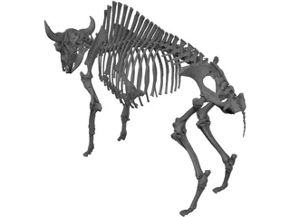 Bull Skeleton 3D Model