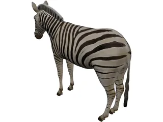 Zebra 3D Model