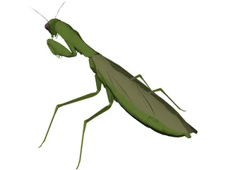 Flying Mantis 3D Model