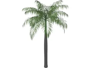 Palm Tree (Royal Palm) 3D Model