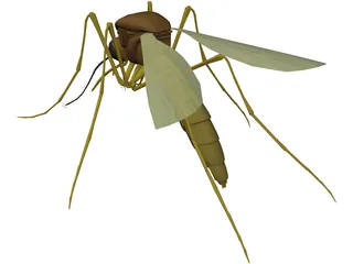 Mosquito 3D Model