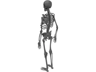 Skeleton 3D Model