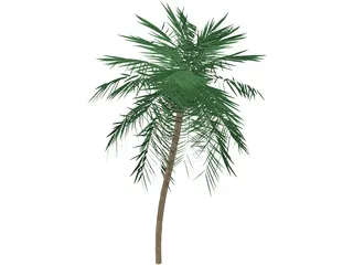 Palm Tree Tall 3D Model