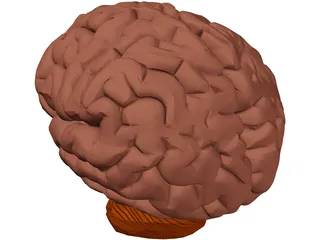 Brain 3D Model