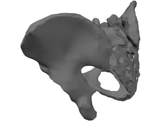 Pelvis 3D Model