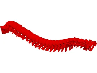 Vertebral Column 3D Model