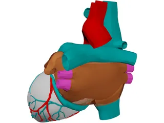 Heart with Internal Parts 3D Model