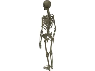 Skeleton Female 3D Model