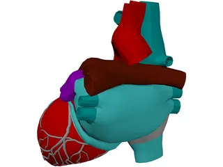 Heart 3D Model