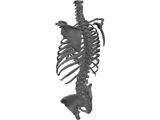 Torso 3D Model