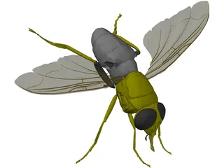 Fly 3D Model