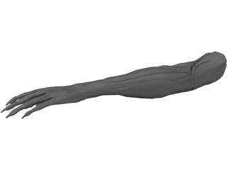 Arm Muscles 3D Model