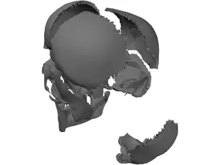 Skull Articulated 3D Model