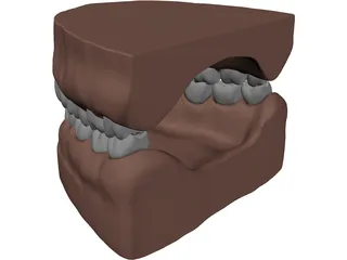 Teeth, Roots, Gums 3D Model