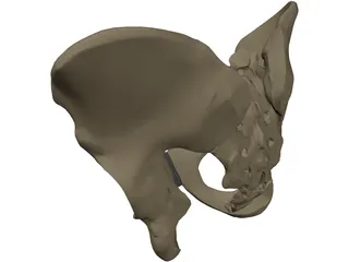 Pelvis Male 3D Model