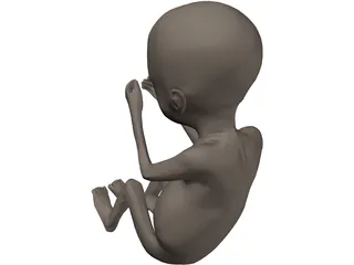 Fetus 20-Week 3D Model