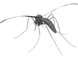 Mosquito 3D Model