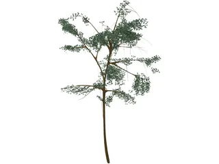 Acacia 3D Model