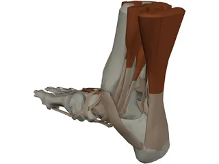 Ankle 3D Model