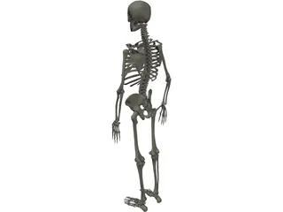 Skeleton Male 3D Model