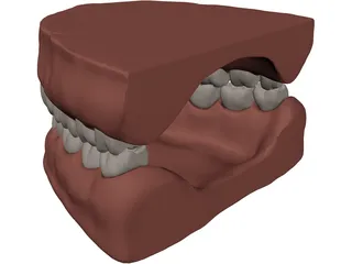 Teeth and Gums 3D Model