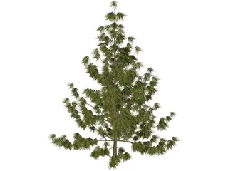 Bhutan Pine 3D Model