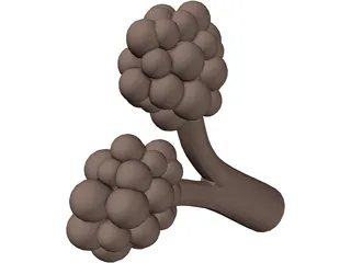 Alveoli 3D Model