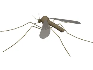 Mosquito 3D Model