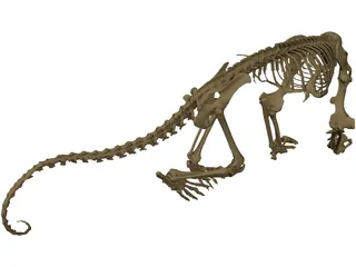 Anteater Skeleton 3D Model