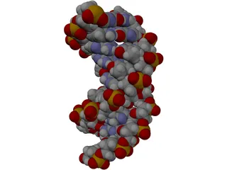 B-DNA 3D Model