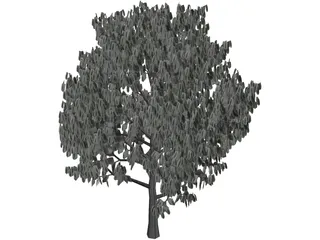 Acacia Tree 3D Model