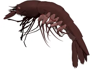 Large Red Prawn 3D Model