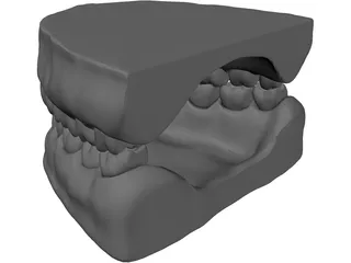 Teeth and Gums 3D Model