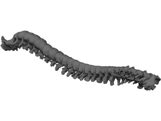 Vertebral Column and Spinal Cord 3D Model