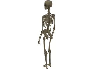 Skeleton Female 3D Model