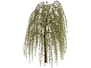 Willow Tree 3D Model