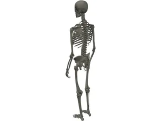 Skeleton Male 3D Model