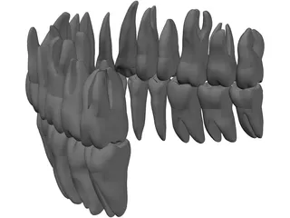 Teeth 3D Model