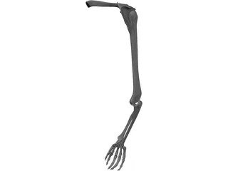 Arm Bone 3D Model