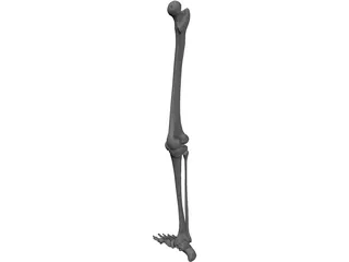 Leg Bone 3D Model